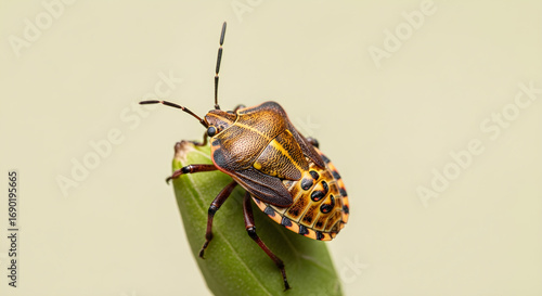 Close-up of a brown and gold insect on a green leaf.