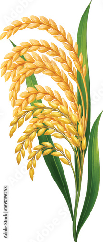 Golden rice paddy stalks bring bountiful harvest