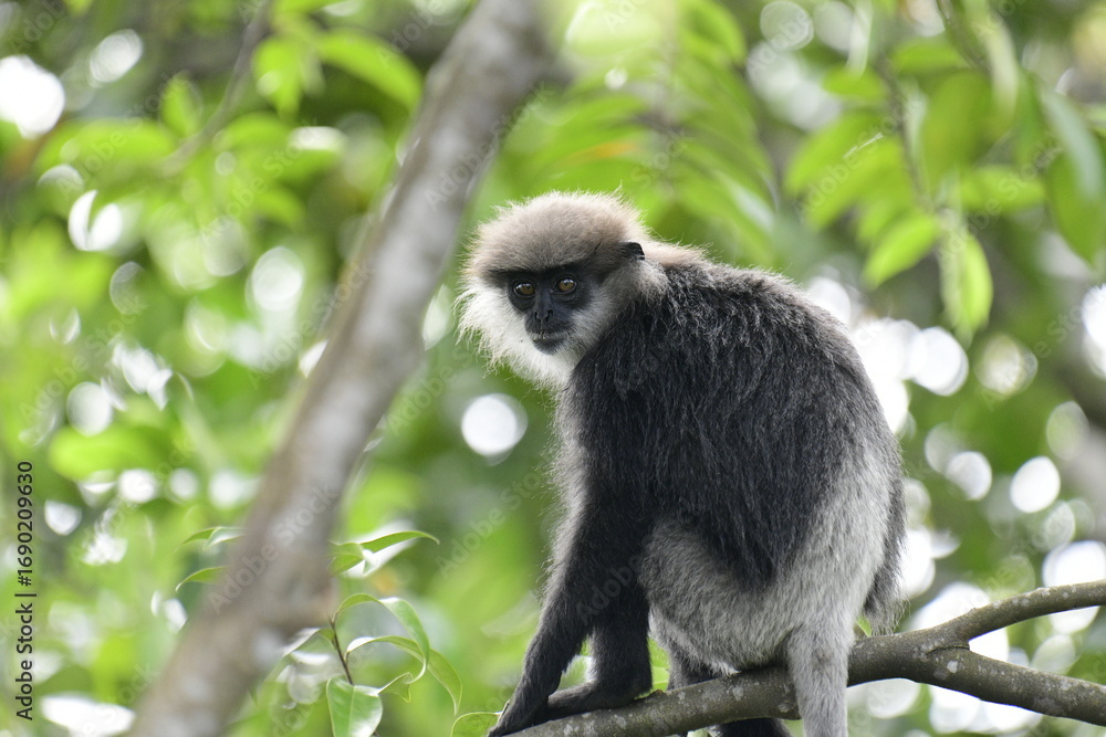 Fototapeta premium This striking photo captures a purple-faced langur in its natural habitat. The monkey's distinctive gray-black fur and light purple face are beautifully highlighted against the lush, green background.
