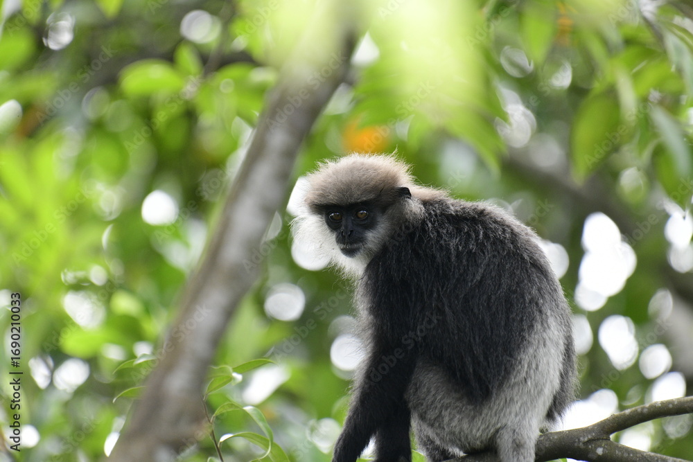 Obraz premium This striking photo captures a purple-faced langur in its natural habitat. The monkey's distinctive gray-black fur and light purple face are beautifully highlighted against the lush, green background.