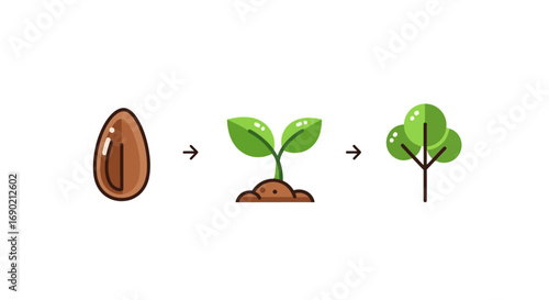 Seed to Tree Growth Stages Illustrated