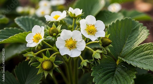 Strawberry Plant Blossoms in Spring Garden.
