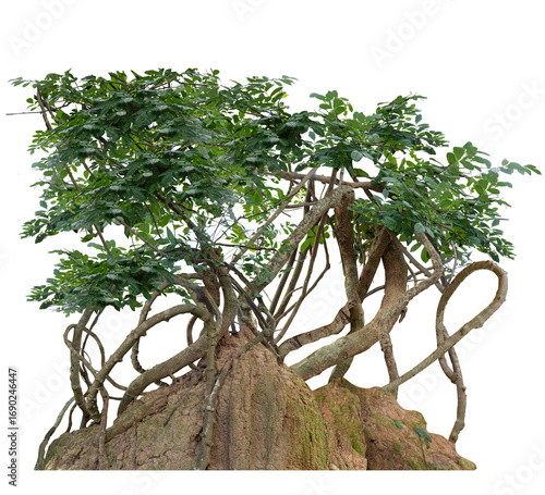 The trunk of the tree was covered with twisted vines on a large termite nest on a white background there are copy areas and intersecting paths.
