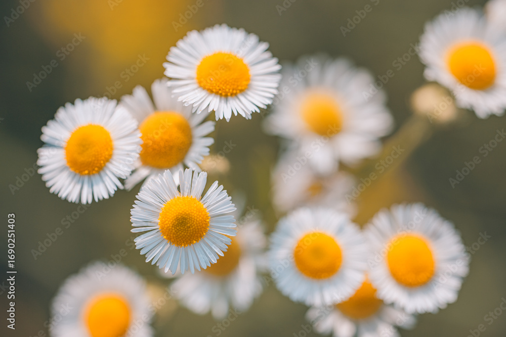 Fototapeta premium Vintage sunny daisy flowers in spring and summer closeup macro, peaceful floral background with bright sunlight soft white and yellow petals, wildflower meadow bloom for natural seasonal garden beauty