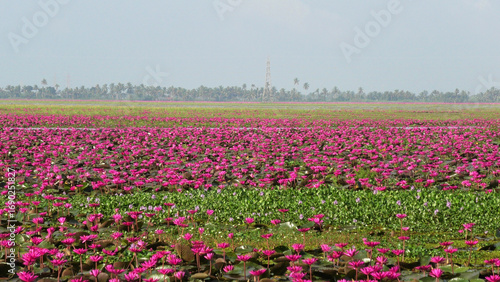 Wallpaper Mural Beautiful pink water lily field at Malarikkal, Kottayam, Kerala, India Torontodigital.ca