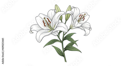 Tableau sur toile Hand-drawn botanical illustration of a beautiful white lily flower stem with open blossoms and buds
