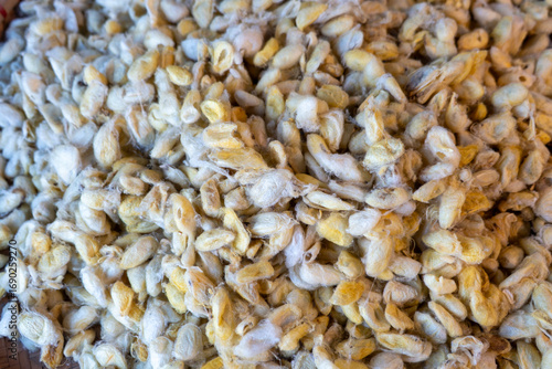 A silkworm cocoon is a protective casing created by silkworms (specifically the larvae of the Bombyx mori moth) during their pupation stage. It's made from a single, continuous strand of silk.