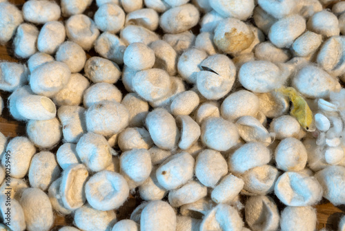 A silkworm cocoon is a protective casing created by silkworms (specifically the larvae of the Bombyx mori moth) during their pupation stage. It's made from a single, continuous strand of silk.