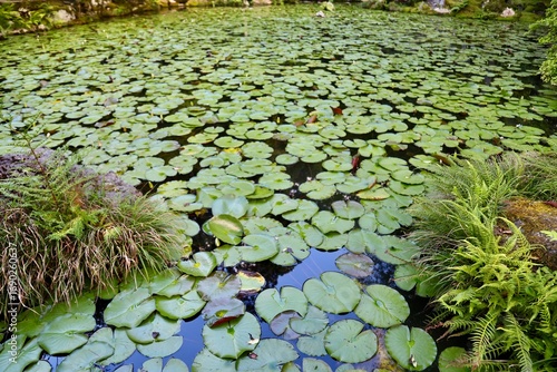 Jardin zen japonais a Kyoto japon