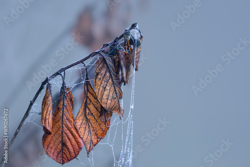 Autumn leaves in the morning mist