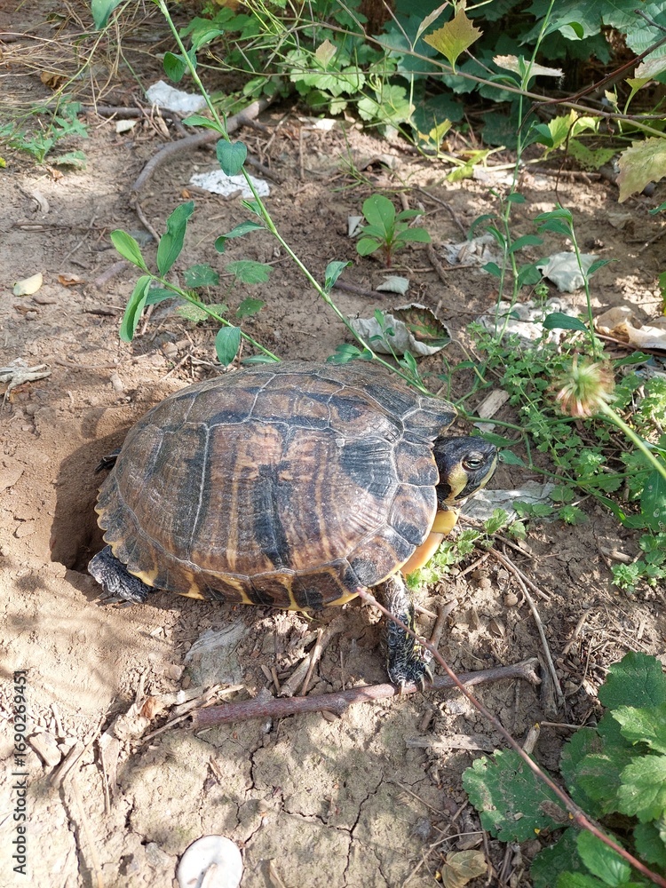 Obraz premium turtle laying eggs