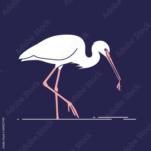 Elegant white ibis bird with long beak foraging for food in shallow water against a dark blue background