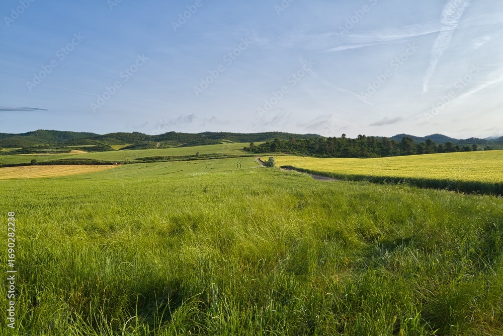 Obraz premium 자연 목초 경작 녹색 들판 하늘 구름 아웃도어