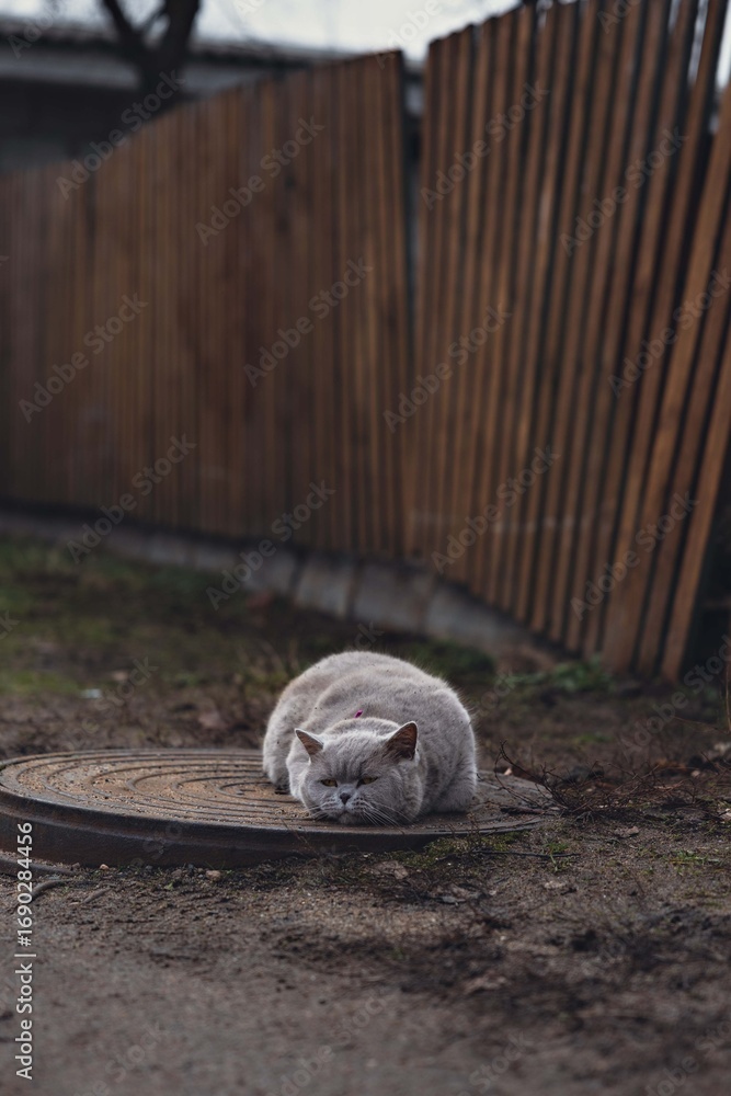 Naklejka premium cat on the fence