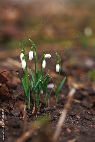 snowdrops in the forest