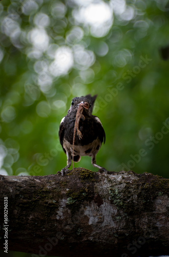 A bird holding a lizard in its mouth, Oriental magpie-robin