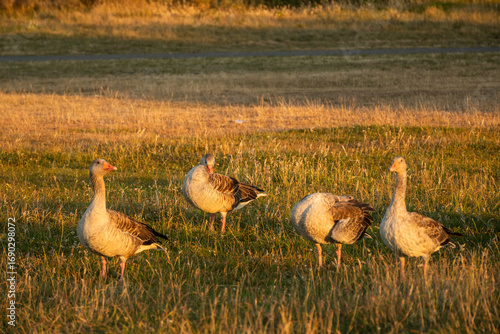 Fotografie A skein, team, wedge, plump or gaggle of greater white-fronted geese walking at sunset in a green grass field