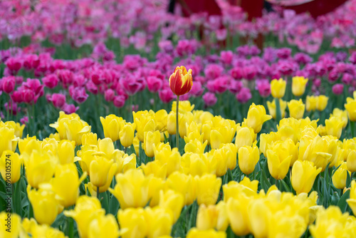 A field of bright yellow tulips stands out against a background of purple blossoms. One red and yellow tulip in the front row points upward.