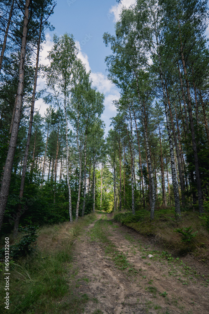 Fototapeta premium path in the forest
