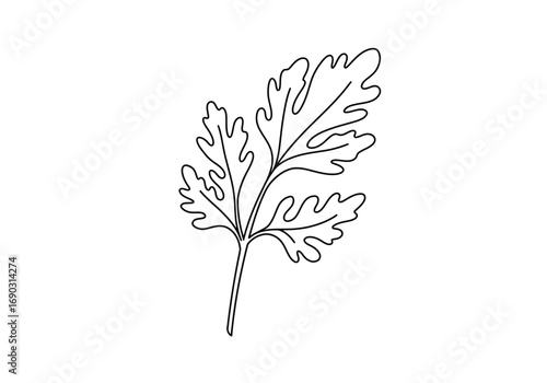 Carrot leaf drawing. It is a line art sketch of a carrot leaf, also known as carrot greens or fronds, featuring a delicate, fern-like appearance. Vector sketch line art draw.