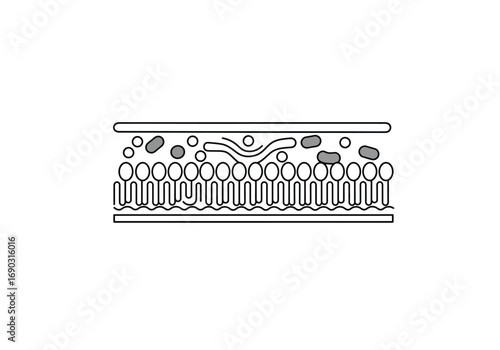 Cell membrane drawing. A line art sketch of fluid mosaic model of a cell membrane, a vital biological barrier composed of a phospholipid bilayer. Vector sketch line art draw.