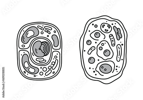 Animal and plant cell drawing. It is a line art diagram illustrating the basic structures of an animal cell and a plant cell, highlighting key organelles and differences. Vector sketch line art draw.