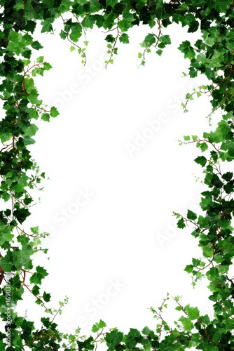 Wallpaper Mural Lush frame of green vines and leaves creates elegant border on white background, perfect for invitations or nature themed designs. vibrant foliage adds fresh, organic touch Torontodigital.ca