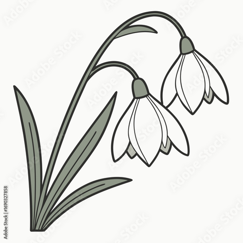 Snowdrop Illustration: A delicate snowdrop illustration showcases the elegant simplicity of the spring bloom, the perfect design element for botanical themes. 