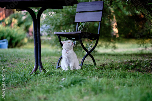 A charming white cat is sitting under a garden chair
