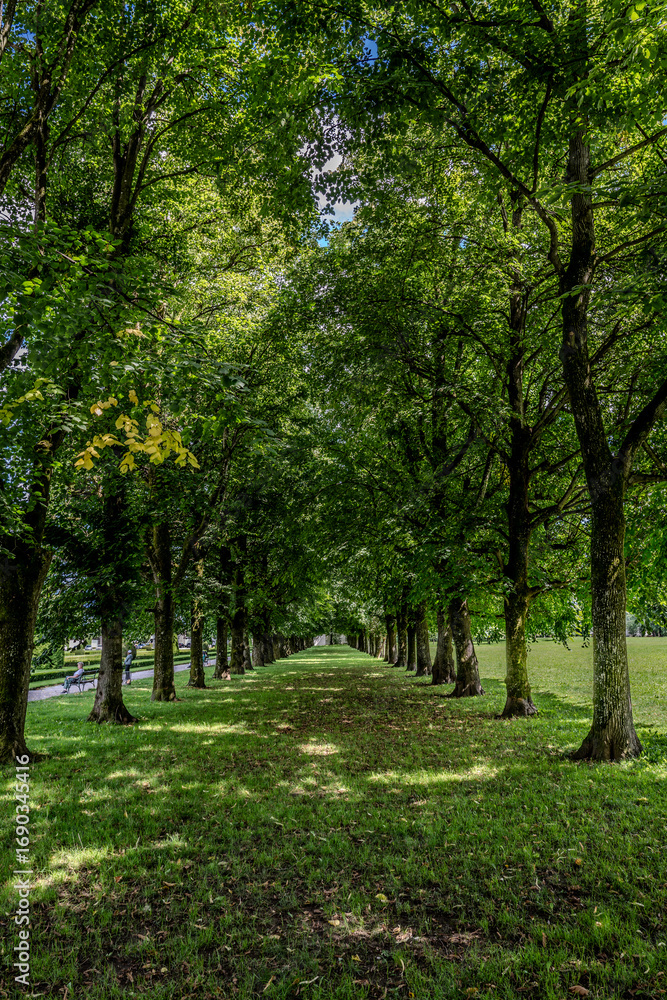 Naklejka premium Row of trees in the castle park of Kleßheim