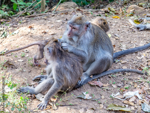 Bilde på lerret The Sacred Monkey Forest Sanctuary is a nature reserve and temple complex in Ubu