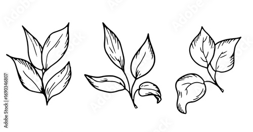 Graceful twigs black and white sketch. Vector illustration. Floral botanical drawing, set of silhouettes isolated on white background. For postcards, wedding invitations, advertising and blog design