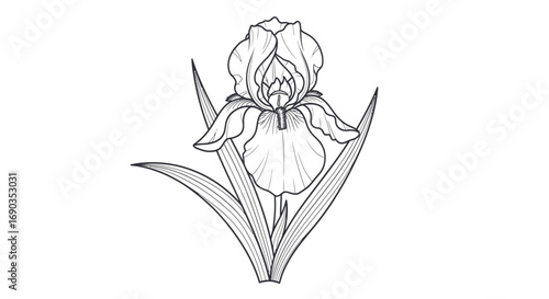 Photos Elegant black and white line art illustration of a single iris flower with leaves