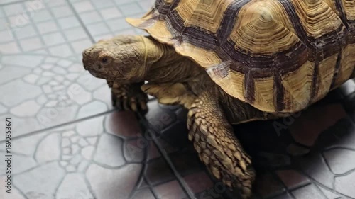 Sulcata tortoises that are kept as pets