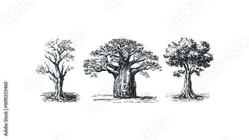 Three diverse ancient trees with textured trunks and full canopies on transparent. Vector hand drawn illustration