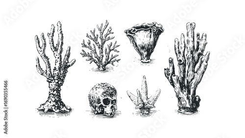 Assortment of engraved coral specimens and human skull. Vector hand drawn illustration