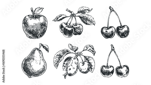 Hand Drawn Apple Pear and Cherry Fruits Collection. Vector hand drawn illustration