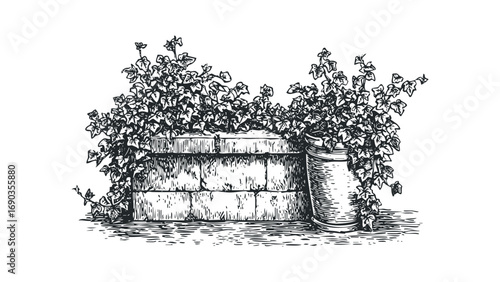 Line drawing of ivy plant cascading over stone wall and planter. Vector hand drawn illustration