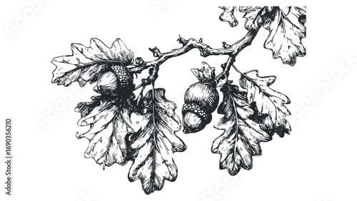 Oak branch with acorns and leaves, ink sketch, transparent background, file. Vector hand drawn illustration