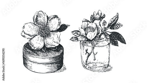 Pencil sketch of two flowers in containers on transparent background. Vector hand drawn illustration