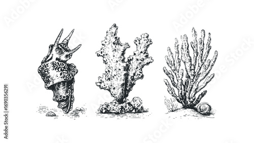 Hand drawn oceanic shell and coral collection on transparent background. Vector hand drawn illustration