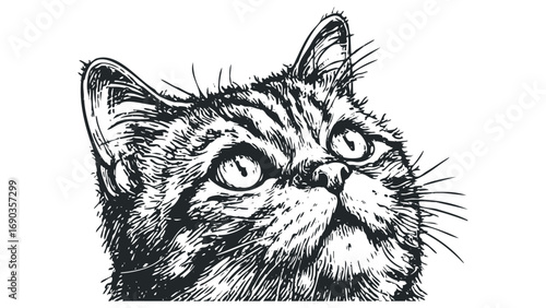 Detailed sketch of a cat's head on a transparent background. Vector hand drawn illustration