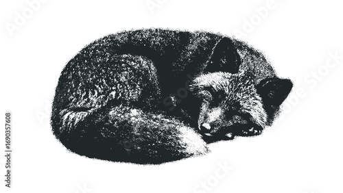 Fox curled asleep, distressed texture, transparent. Vector hand drawn illustration