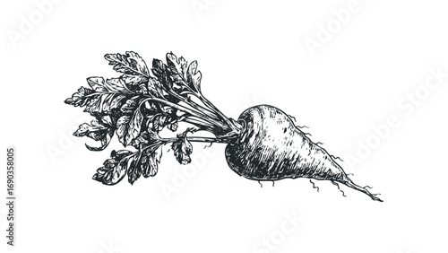 Hand drawn beet with green leaves. Vector hand drawn illustration