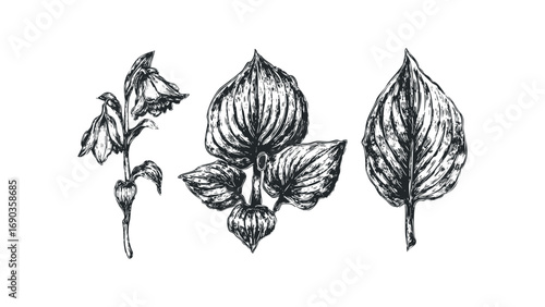 Pencil sketch of blooming flower and foliage plants on transparent background. Vector hand drawn illustration