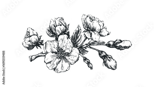 Branch with blossoming flowers and buds, isolated on white. Vector hand drawn illustration