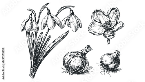 Sketch of snowdrops and bulbs on transparent background. Vector hand drawn illustration