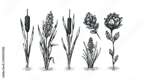 Group of five sketched aquatic plants on a transparent background. Vector hand drawn illustration