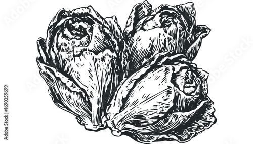 Three unopened flower buds in bold graphic style. Vector hand drawn illustration