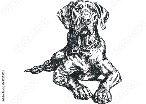 Sketchy Great Dane dog lying down file. Vector hand drawn illustration